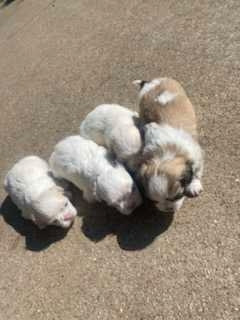 Puppies for adoption! Japanese Finchows in Dogs & Puppies for Rehoming in Owen Sound - Image 4