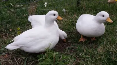 ISO: Call ducks, View more