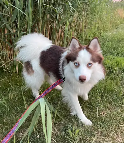 F1 POMSKY, View more