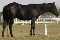 VERY! High Quality Jet Black gelding.