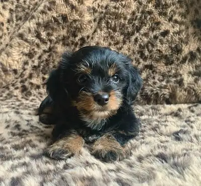 Adorable Chorkie Puppies For Sale, View more