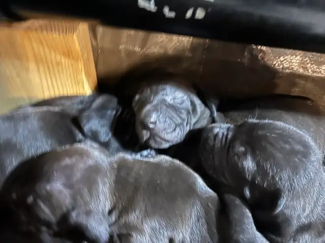Weimaraner Presa Canario Mastiff Puppies in Dogs & Puppies for Rehoming in St. Catharines - Image 3