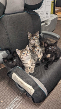 75$ kittens
