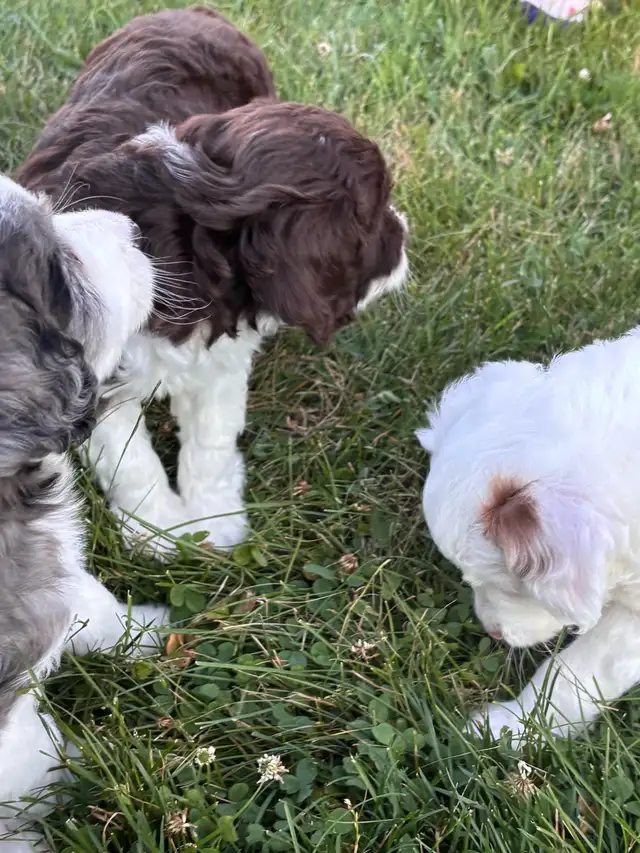 Aussie Springer Doodle Puppies in Dogs & Puppies for Rehoming in Oakville / Halton Region - Image 7