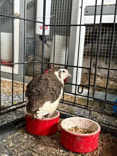 Coturnix Quail Male, View more