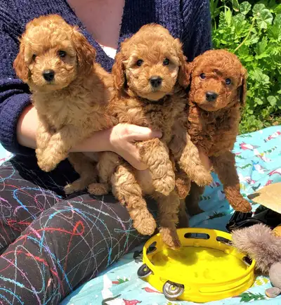 Poodle puppies, View more