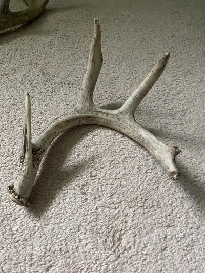 Naturally shed deer antler in white condition.