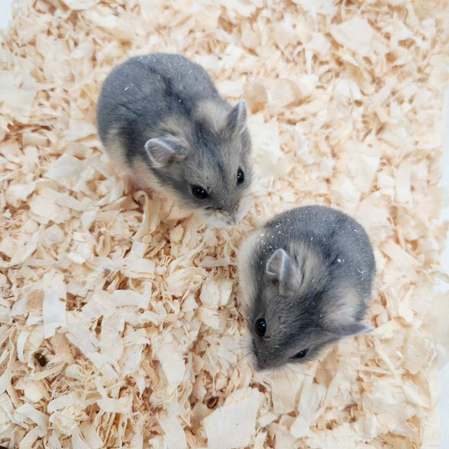 Baby Hamsters  in Small Animals for Rehoming in Mississauga / Peel Region - Image 3
