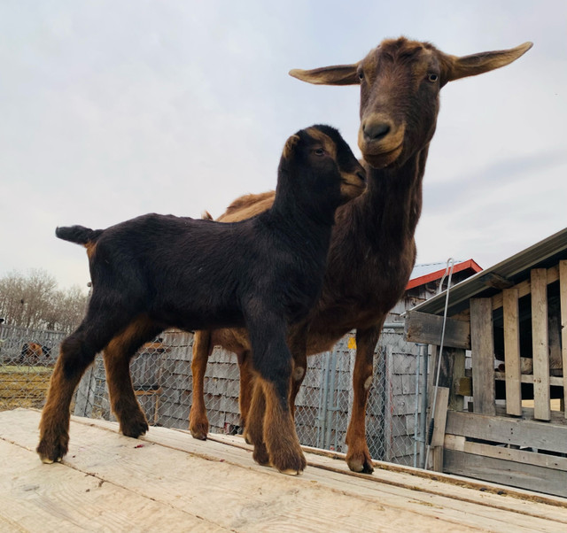 Nanny goat for sale with buckling in Livestock in Prince Albert - Image 2