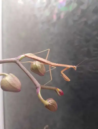 A L5 Chinese Praying Mantis in a 15L cooler bottle enclosure. Substrate consists of cedar mulch and...