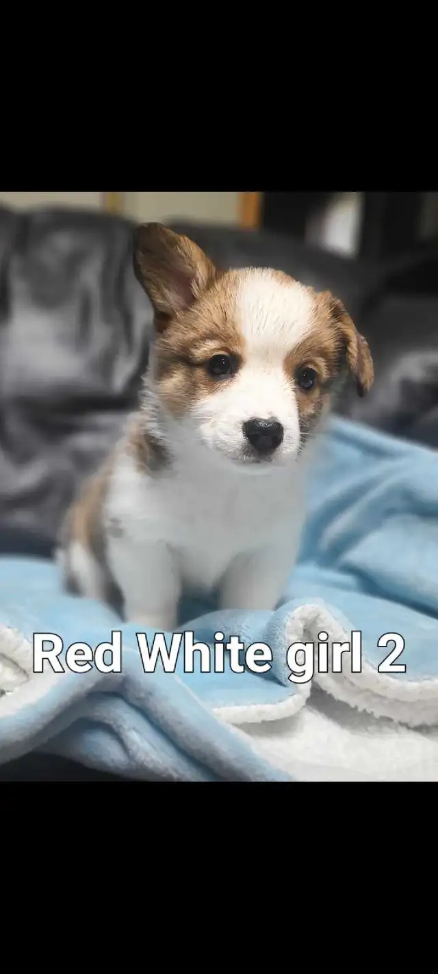 Elegant Corgi Babies in Dogs & Puppies for Rehoming in St. Albert - Image 4