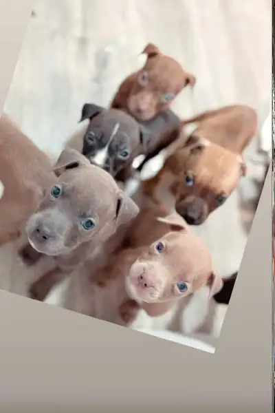 Puppys for sale, View more