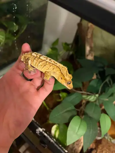 bébé gecko à crête, View more