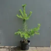 Scottish pine 