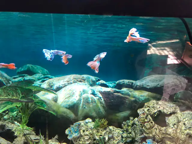 Veil-tail and other varieties of Guppy tropical fish in Fish for Rehoming in Kingston - Image 3