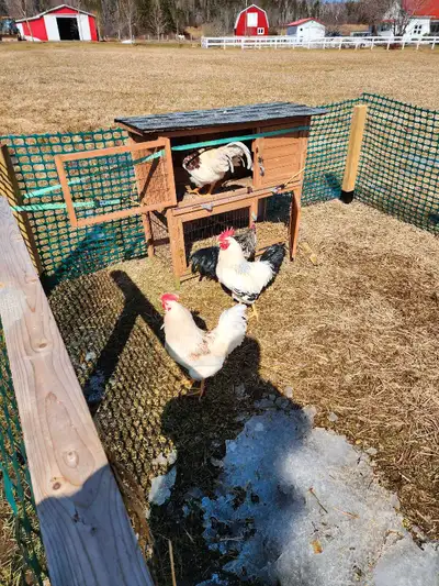 $20 each or trade for a laying hen