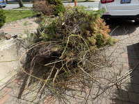 Need thorns and shrubs debris picked up