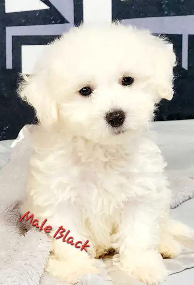 Beautiful Bichon Frise puppies, View more