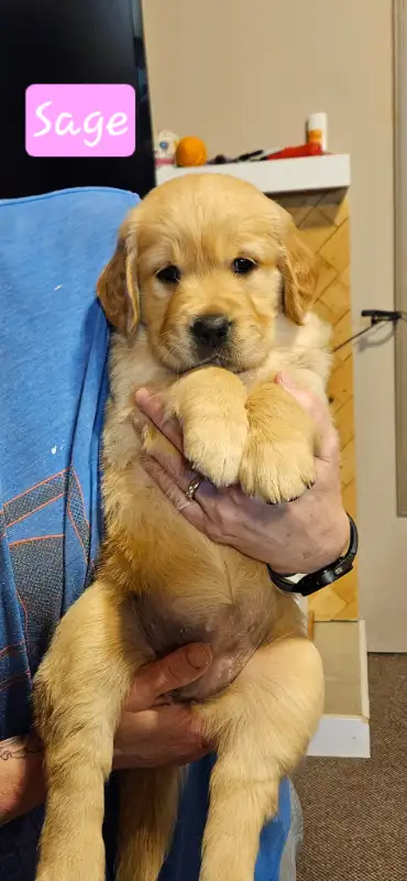 Adorable purbred golden retrievers, ready to go March 30, Mom and Dad both available to view. Puppie...