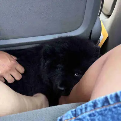 CHOW CHOW PUPPY, View more