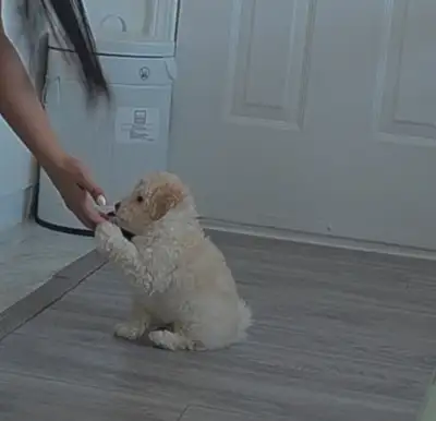 Toy poodle Puppies, View more