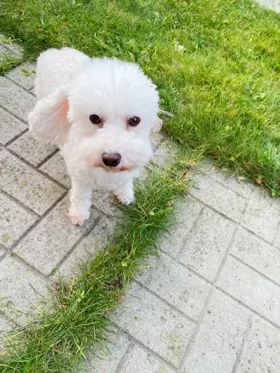 Rehoming a toy poodle, View more