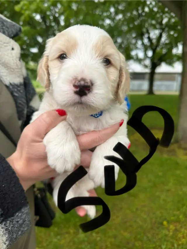 Old English sheepdog cross puppies for sale! in Dogs & Puppies for Rehoming in London - Image 7