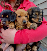 *1 left* Purebred  Standard Dachshund puppies Ready April 25/24