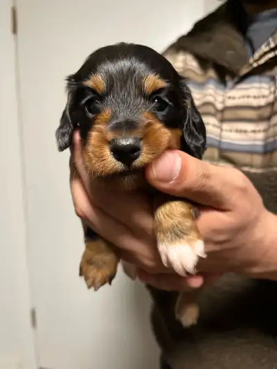Miniature Longhaired Daschund Puppy!!, View more
