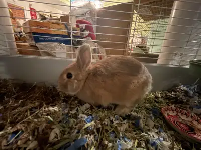 purebred Netherland dwarf doe, View more
