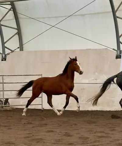 year and half old warmblood filly, View more