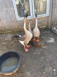 Trio of Geese