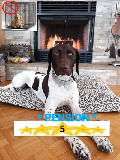 Pension *5 ETOILES* pour chiens en milieu familial - Laval(^.^), View more