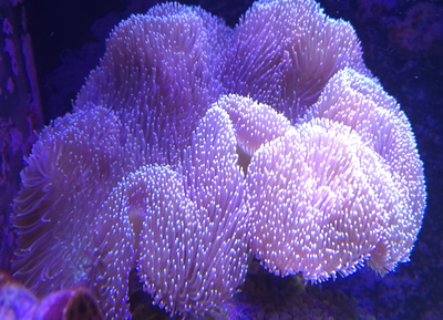Beautiful three large Toadstool Leather Coral for sale. Great for clown fish $140 each