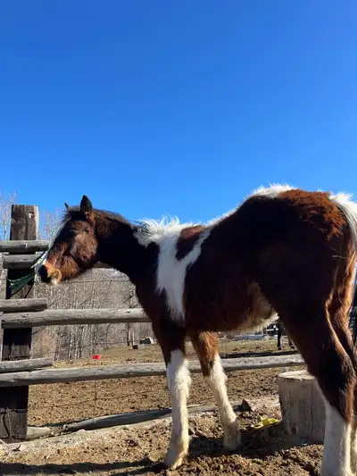 2024 grade Paint Colt, View more
