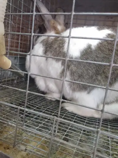 Selling a young white flemish giant 6 months old will be 25 lbs full grown asking $200 each.lfirst 2...
