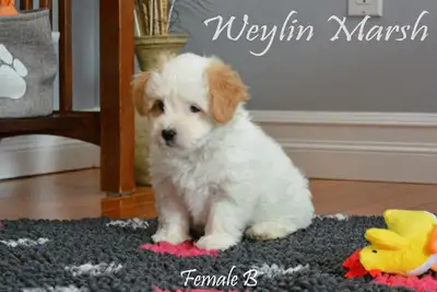 Purebred Coton de Tulear puppy ready for her forever home, View more