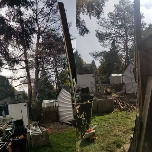 Tree removal/stump grinding62863721161859122