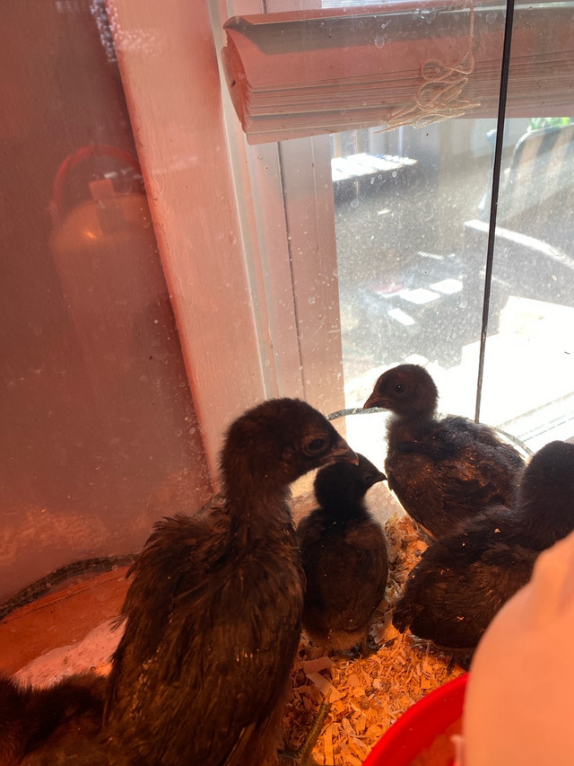 Rarest breed Ayam Cemanis chicks in Livestock in Peterborough