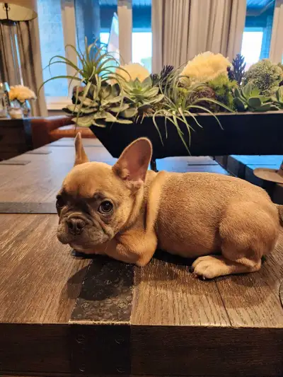 I'm excited to share this adorable French Bulldog puppie with you! This little girl is full of energ...