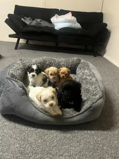 Shihpoo puppies, View more