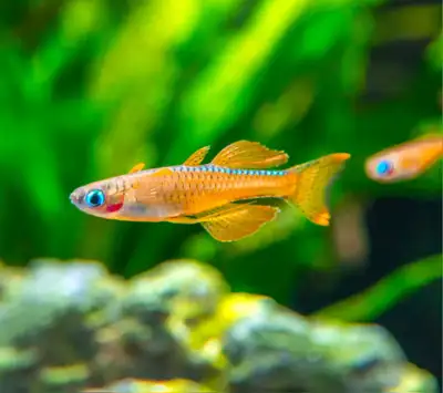 Red neon lampeye rainbow fish, View more