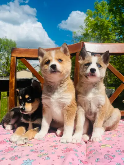2 female 1 male Looking for a furry friend that’s as cute as a button and full of personality? Meet...