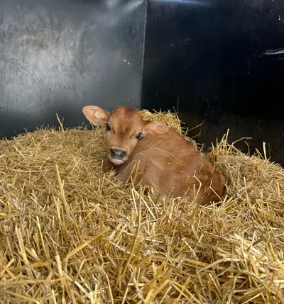 Jersey Bull Calf, View more