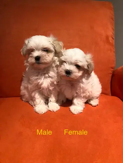 Maltese Puppies., View more