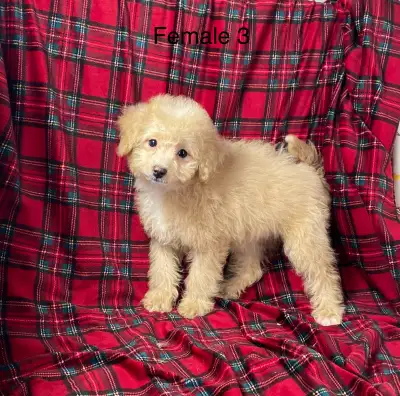 Poodle x Bichon pups, View more