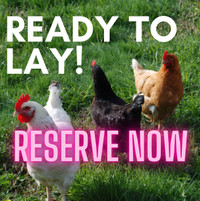 RESERVATION LIST! Ready-to-lay hens - Marans, Azures, RSL