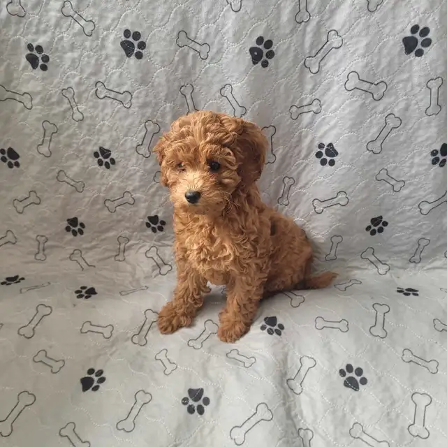 adorable miniature poodle puppies looking for new forever home in Dogs & Puppies for Rehoming in City of Toronto - Image 5