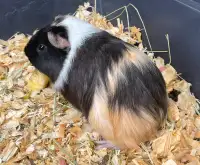 Guinea pig, Cage, Hideout