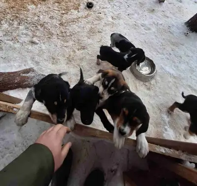Puppies available: Bluetick Hound Mix OR Husky / GSP Mix, View more